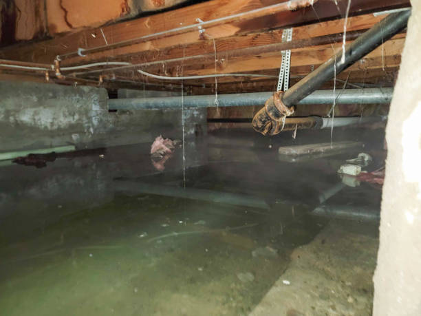 Best Flood damage cleanup  in Cudahy, WI
